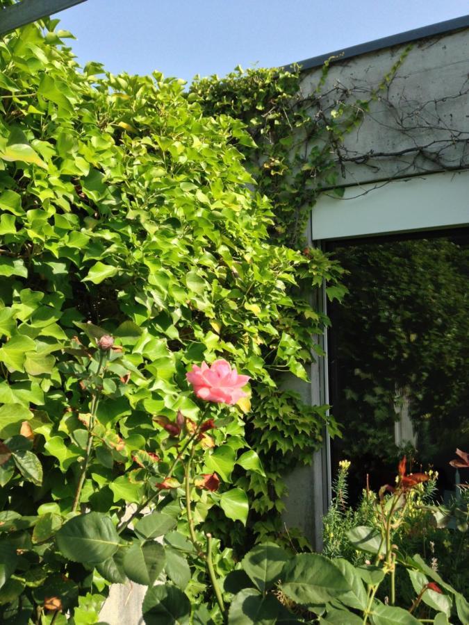 Gastezimmer Fischergarten Solothurn Eksteriør billede